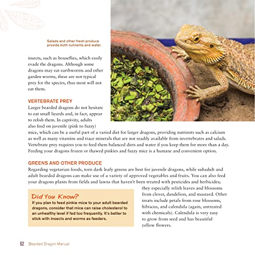 Ultimate Guide: Care for Healthy Bearded Dragons