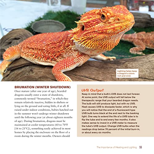 Ultimate Guide: Care for Healthy Bearded Dragons