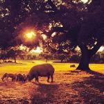 Cinco Jotas Iberico Acorn-Fed Ham Slices