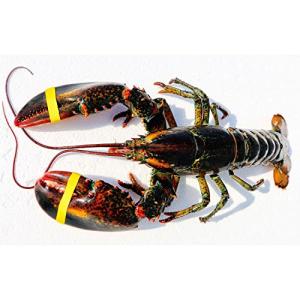Wild Maine Lobster 10 lbs Express Shipped