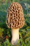 Morel Mushroom Grow Kit for Home Gardening