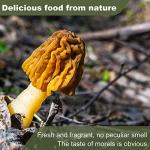 KASVAN Dried Morel Mushrooms – Rich Flavor, 1 Ounce