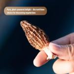 Premium Dried Morel Mushrooms for Gourmet Cooking
