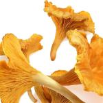 Premium Dried Chanterelle Mushrooms - 2oz Pack