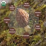 Organic Dried Morel Mushrooms, 1.5 oz