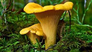 Chanterelle Mushroom Spores for Planting - 100 Seeds