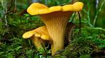Chanterelle Mushroom Spores for Planting - 100 Seeds