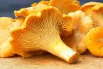 Chanterelle Mushroom Spores - Non-GMO Seeds