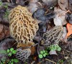 Morel Mushroom Growing Kit for Any Soil