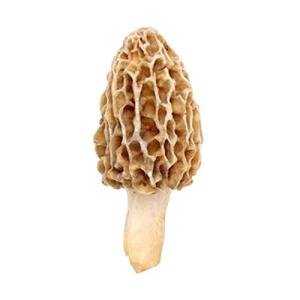Morel Mushroom Spores Growing Kit - 40 Grams