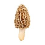 Morel Mushroom Spores Growing Kit - 40 Grams