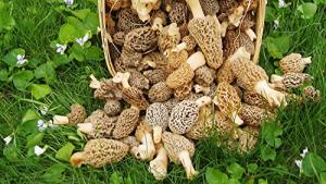 Morel Mushroom Spores in Sawdust Kit - 25 Gallon