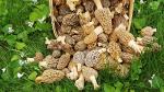 Morel Mushroom Spores in Sawdust Kit - 25 Gallon