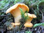 Chanterelle Mushroom Spores for Planting - 100 Seeds