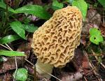 Morel Mushroom Spores Growing Kit - 40 Grams