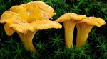 Chanterelle Mushroom Spores for Planting - 100 Seeds