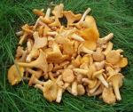 Dried Wild Chanterelles Mushrooms, 85 ml