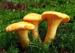 Chanterelle Mushroom Spores for Planting - 100 Seeds
