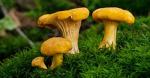 Chanterelle Mushroom Spores - Non-GMO Seeds
