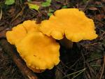 Chanterelle Mushroom Spores for Planting - 100 Seeds