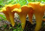 Chanterelle Mushroom Spores for Planting - 100 Seeds