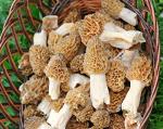 Morel Mushroom Spores Growing Kit - 40 Grams