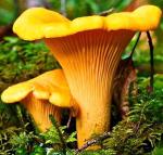 Chanterelle Mushroom Spores - Non-GMO Seeds