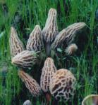 Morel Mushroom Growing Kit for Any Soil