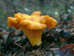 Chanterelle Mushroom Spores for Planting - 100 Seeds