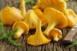 Chanterelle Mushroom Spores - Non-GMO Seeds