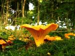 Chanterelle Mushroom Spores - Non-GMO Seeds