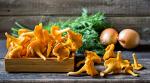 Chanterelle Mushroom Spores - Non-GMO Seeds