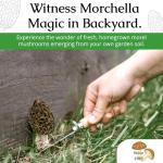 Morel Mushroom Growing Kit for Any Soil