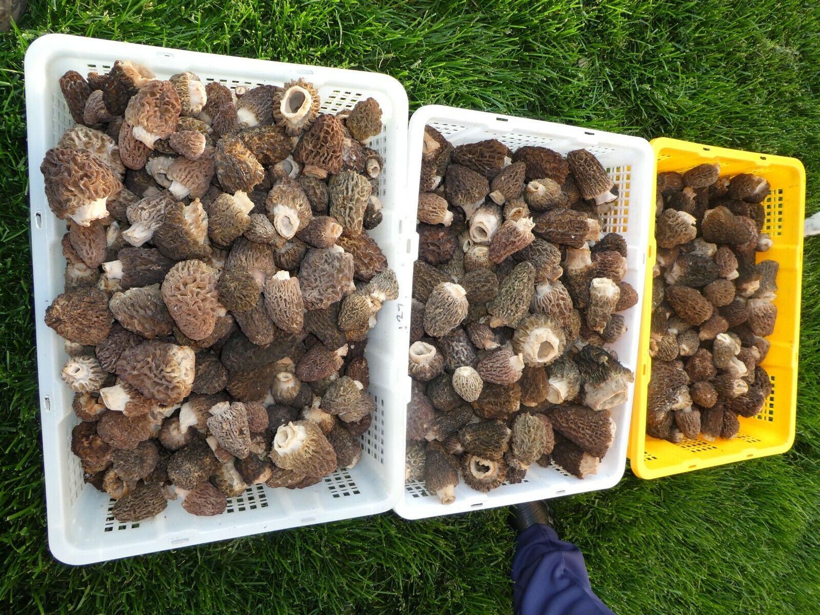 Dried Morel Mushrooms, 1 Pound