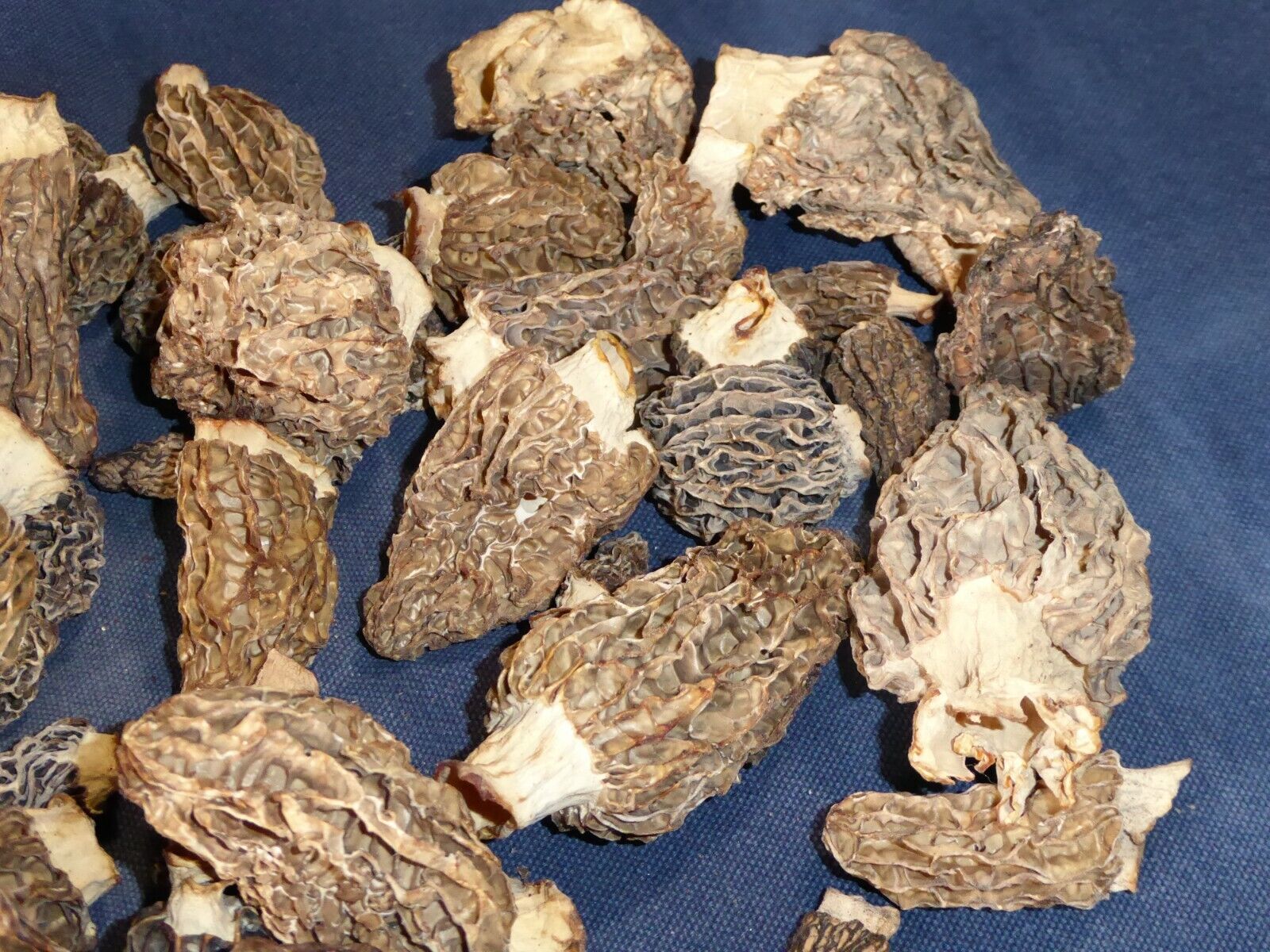 Dried Morel Mushrooms, 1 Pound