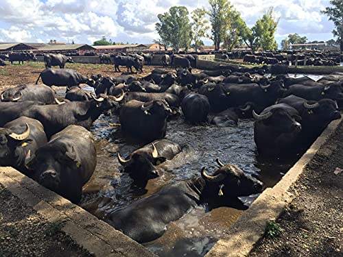 10 PACK FROZEN Buffalo Mozzarella | Made with 100% Water Buffalo Milk | Product of Italy | 10 PACK x 320 g (16 balls x 20 g per bag) Lupara Brand