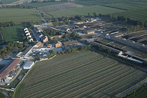 10 PACK FROZEN Buffalo Mozzarella | Made with 100% Water Buffalo Milk | Product of Italy | 10 PACK x 320 g (16 balls x 20 g per bag) Lupara Brand