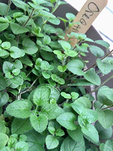 Backyard Safari Company Grow Gardens, Pizza