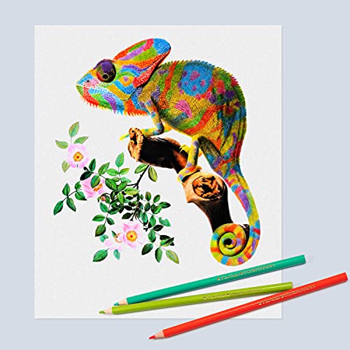 FanVean 50-Count Colored Pencils: Adult Coloring Book Set