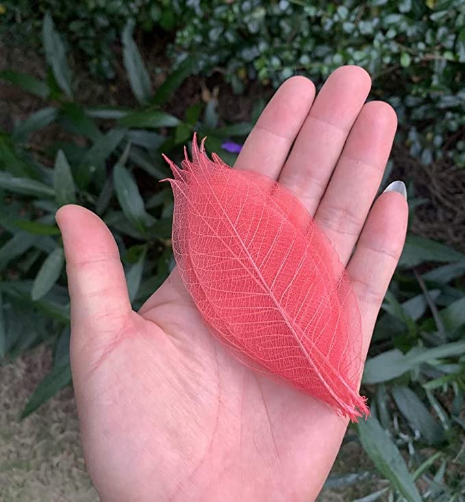 100 Pcs Natural Skeleton Leaves for DIY Scrapbooking