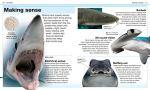 Shark Facts at Your Fingertips