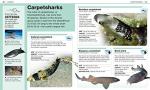 Shark Facts at Your Fingertips