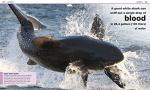 Shark Facts at Your Fingertips