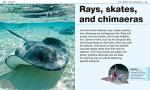 Shark Facts at Your Fingertips