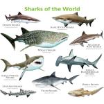 Sharks of the World Ceramic Mug - 11oz