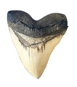 Megalodon Giant Shark Tooth (White)