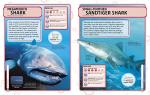 Sharks and Deadly Ocean Creatures: Visual Guide