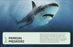 Sharks and Deadly Ocean Creatures: Visual Guide
