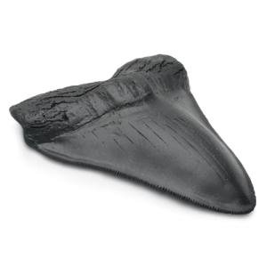 Giant Megalodon Shark Tooth for Display - 5.5 Inch