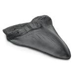 Giant Megalodon Shark Tooth for Display - 5.5 Inch